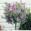 Lilac 'Palibin' (Standard) -Plants Sales Store t40567 new