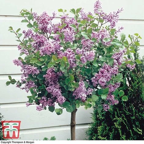 Lilac 'Palibin' (Standard) 3 Lilac 'Palibin' (Standard)