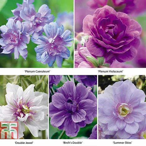 Geranium 'Hardy Doubles Mix' 3 Geranium 'Hardy Doubles Mix'