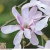 Magnolia Stellata 'Rosea' -Plants Sales Store t63588 1BADB504 E5C3 E61C DAC4352B503739F2