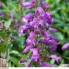 Penstemon 'Sour Grapes' 2 Penstemon 'Sour Grapes' -Plants Sales Store t64532 D59D9B95 C930 08B3 4FEFE2674F771460
