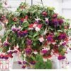 Fuchsia Trailing Pre-Planted Basket -Plants Sales Store t71198 B161DB03 DA62 2AF9 7A480C98A630055D