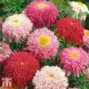 Tanacetum Coccineum 'Semi-double Mix' -Plants Sales Store tana