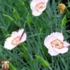 Dianthus 'Tequila Sunrise'