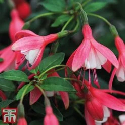 Fuchsia 'Lady Thumb' (Hardy) -Plants Sales Store thumb4