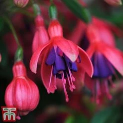 New Release 13 Fuchsia 'Tom Thumb' (Hardy)