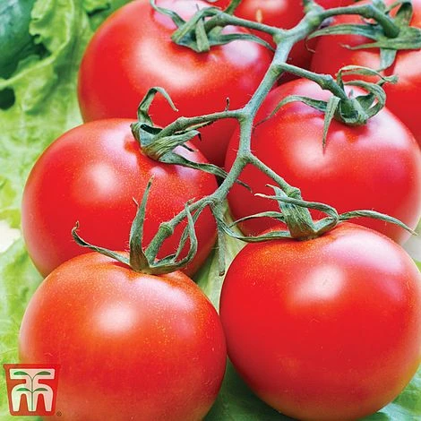 Tomato Gardeners Favourite Collection (Grafted) 4 Tomato Gardeners Favourite Collection (Grafted) - Image 2