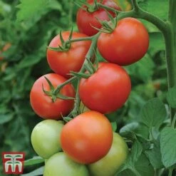 Tomato Gardeners Favourite Collection (Grafted) 9 Tomato Gardeners Favourite Collection (Grafted) -Plants Sales Store toma gard2