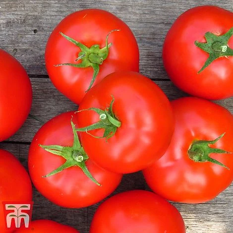 Tomato Gardeners Favourite Collection (Grafted) 7 Tomato Gardeners Favourite Collection (Grafted) - Image 5