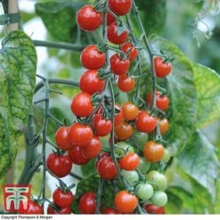 Tomato Collection -Plants Sales Store tomato sweet61