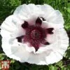 Poppy 'Snow Goose' -Plants Sales Store tpap snow
