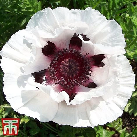 Poppy 'Snow Goose' 3 Poppy 'Snow Goose'