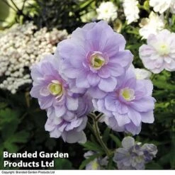 Geranium Hardy Duo 8 Geranium Hardy Duo -Plants Sales Store trio 1