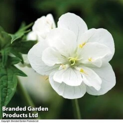 Geranium Hardy Trio -Plants Sales Store trio 31
