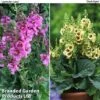 Verbascum Duo -Plants Sales Store verbena duo