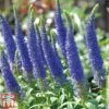Veronica Spicata 'Royal Candles' -Plants Sales Store veroni