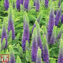 Veronica Spicata 'Royal Candles' -Plants Sales Store veroni3