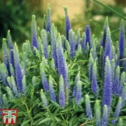 Veronica Spicata 'Royal Candles' -Plants Sales Store veroni4