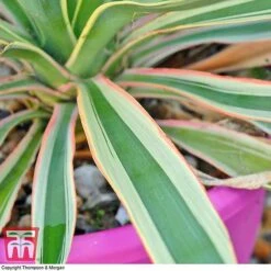 Yucca Filamentosa 'Bright Edge' -Plants Sales Store yucca be a