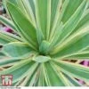 Yucca Filamentosa 'Bright Edge' -Plants Sales Store yucca be b