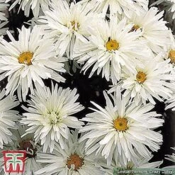 Small Best Value Perennial Collection 11 Small Best Value Perennial Collection -Plants Sales Store z 422
