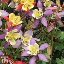 Small Best Value Perennial Collection 12 Small Best Value Perennial Collection -Plants Sales Store z AQUI T74426 B13