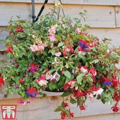 Fuchsia Trailing Pre-Planted Basket 9 Fuchsia Trailing Pre-Planted Basket -Plants Sales Store z FUCH T51695 D