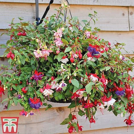 Fuchsia Trailing Pre-Planted Basket 5 Fuchsia Trailing Pre-Planted Basket - Image 3