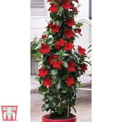 Mandevilla Sanderi 'Bloom Bells&reg;' Trio -Plants Sales Store z MAND TKA6593 A