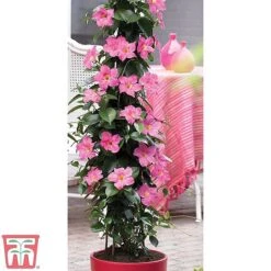Mandevilla Sanderi 'Bloom Bells&reg;' Trio -Plants Sales Store z MAND TKA6594 A