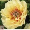 Peony 'Garden Treasure' 1 Peony 'Garden Treasure' -Plants Sales Store z PAEO T63252 A h