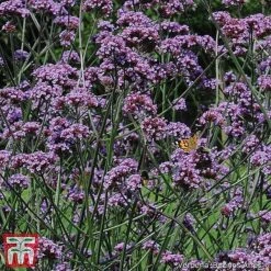 Small Best Value Perennial Collection 15 Small Best Value Perennial Collection -Plants Sales Store z verbena14